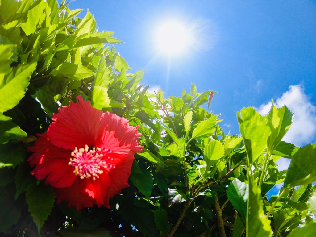 夏の人気スポット沖縄！何度も行きたくなるその魅力を旅人目線で紹介